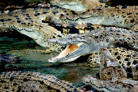 why crocodile farms are dangerous.